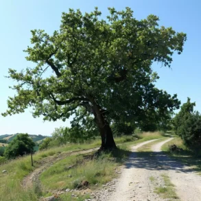 Η Δρυς η πλατύφυλλη, γνωστή και ως δρυς, ημεράδι, δένδρο, ή μεσές