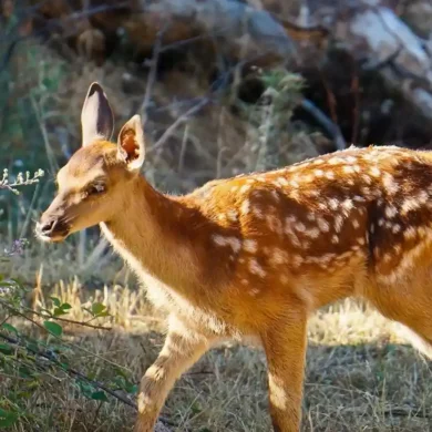 Τα ελληνικά ελάφια στο οικοσύστημα