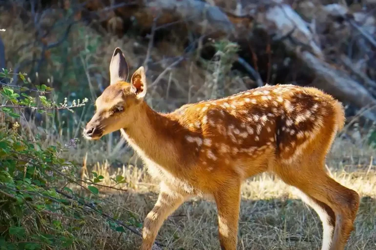 Τα ελληνικά ελάφια στο οικοσύστημα