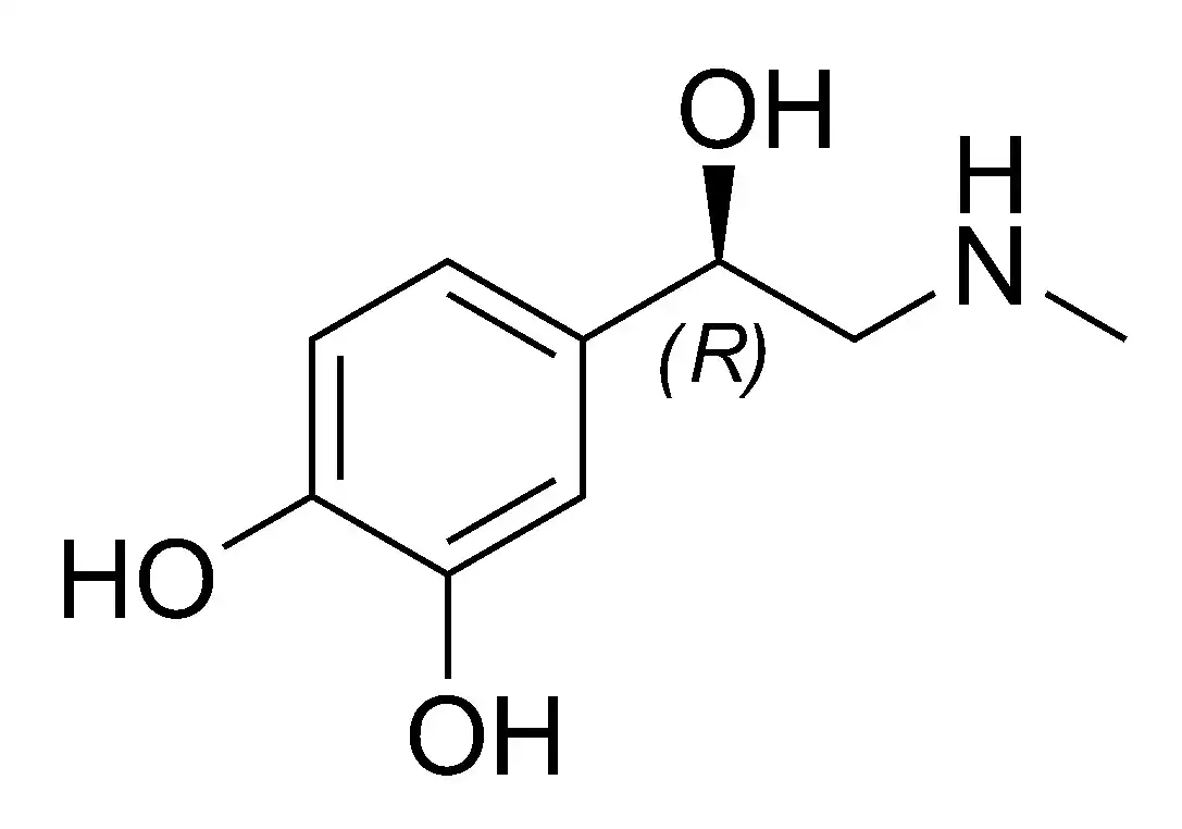 acción inmediata de la epinefrina en el sistema cardiovascular y respiratorio